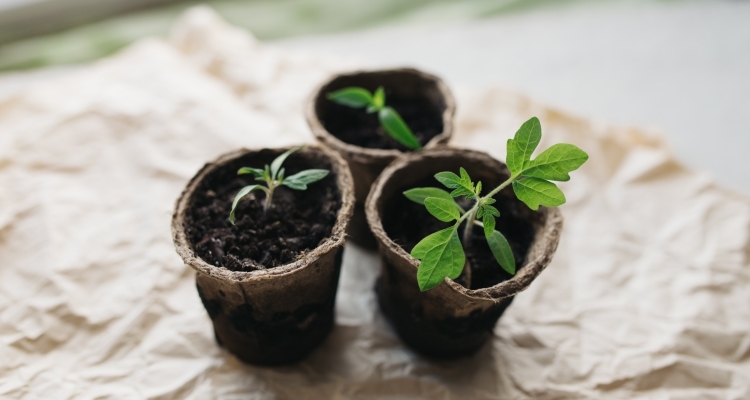 Peat pots filled with seed starter soil and tiny plant sprouts